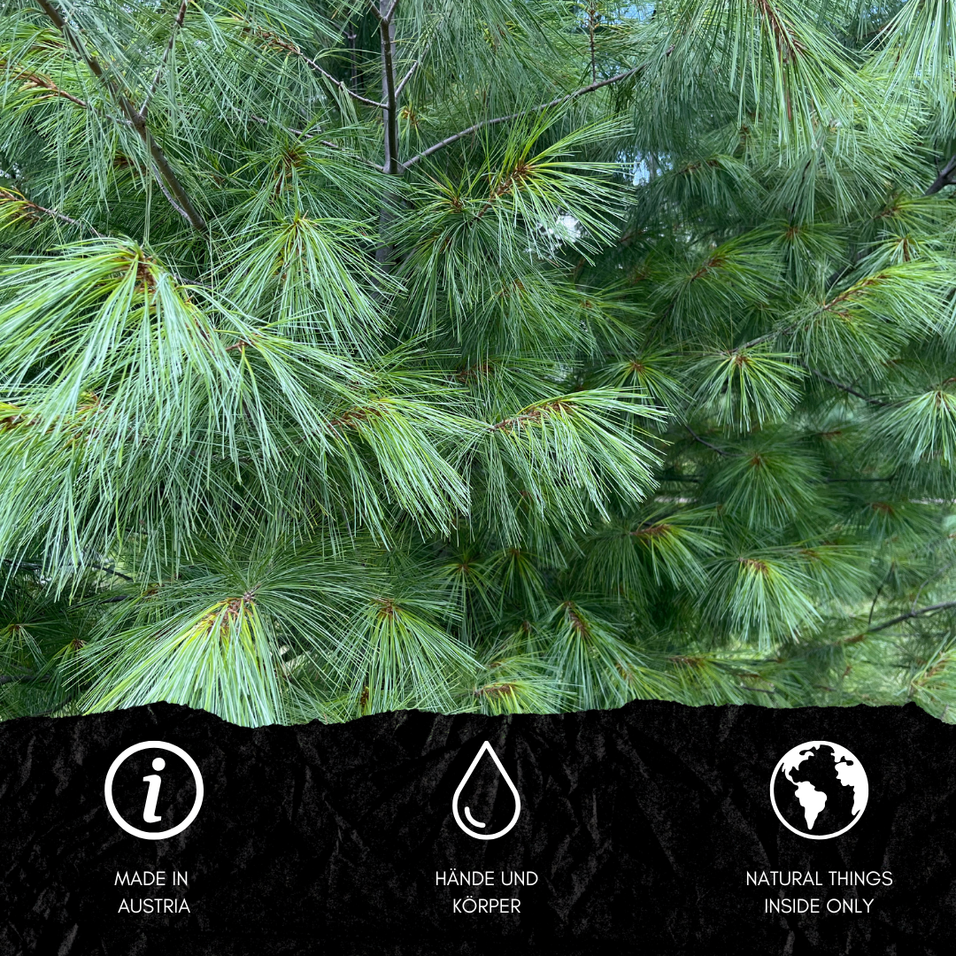 SEIFE LATSCHENKIEFER